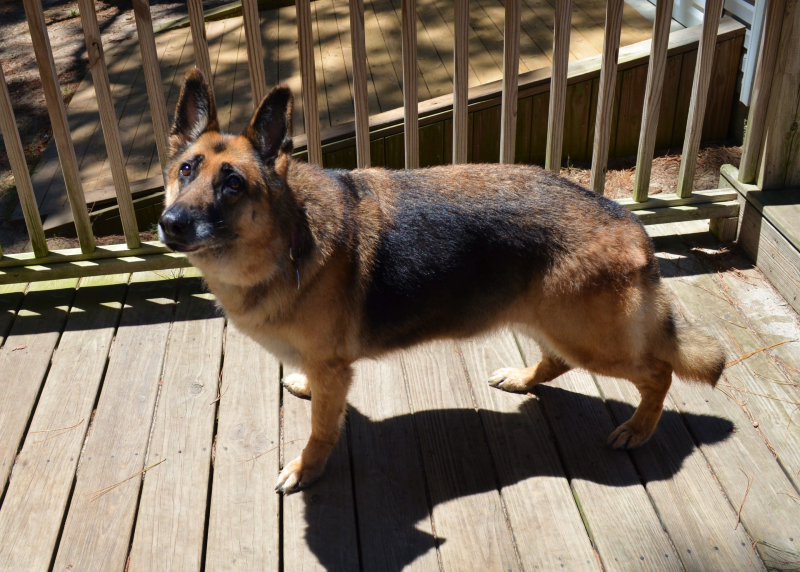 Do German Shepherds Shed A Lot Roxy s Story. Shepherds Hope Rescue