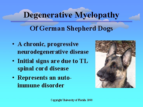 can humans get degenerative myelopathy